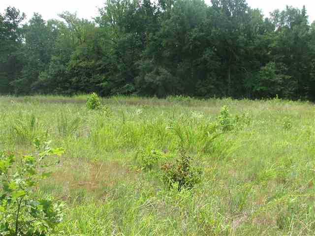506 Mitchell Place Road Abbeville, SC 29620 - Photo 5 of 9 Gallery Image 5