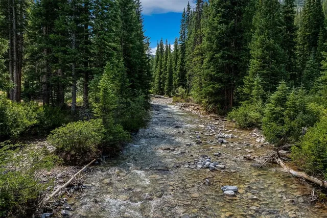 a view of a yard with plants and large trees