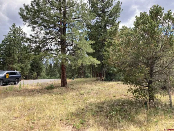 a view of backyard with tree