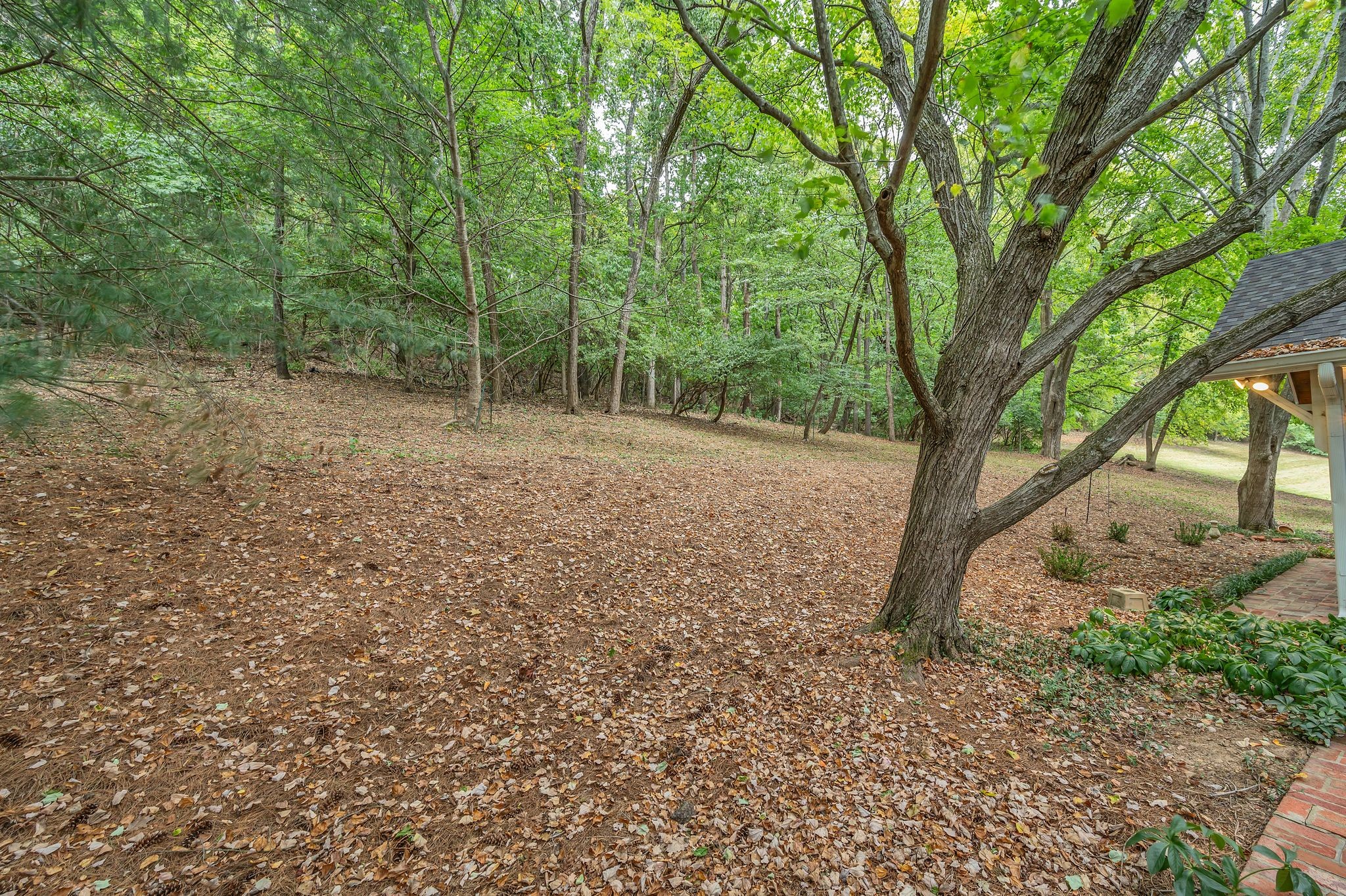 6620 Ellesmere Road Nashville, TN 37205 - Photo 40 of 45 Relax in this peaceful wooded backyard, where nature and wildlife create a perfect escape.