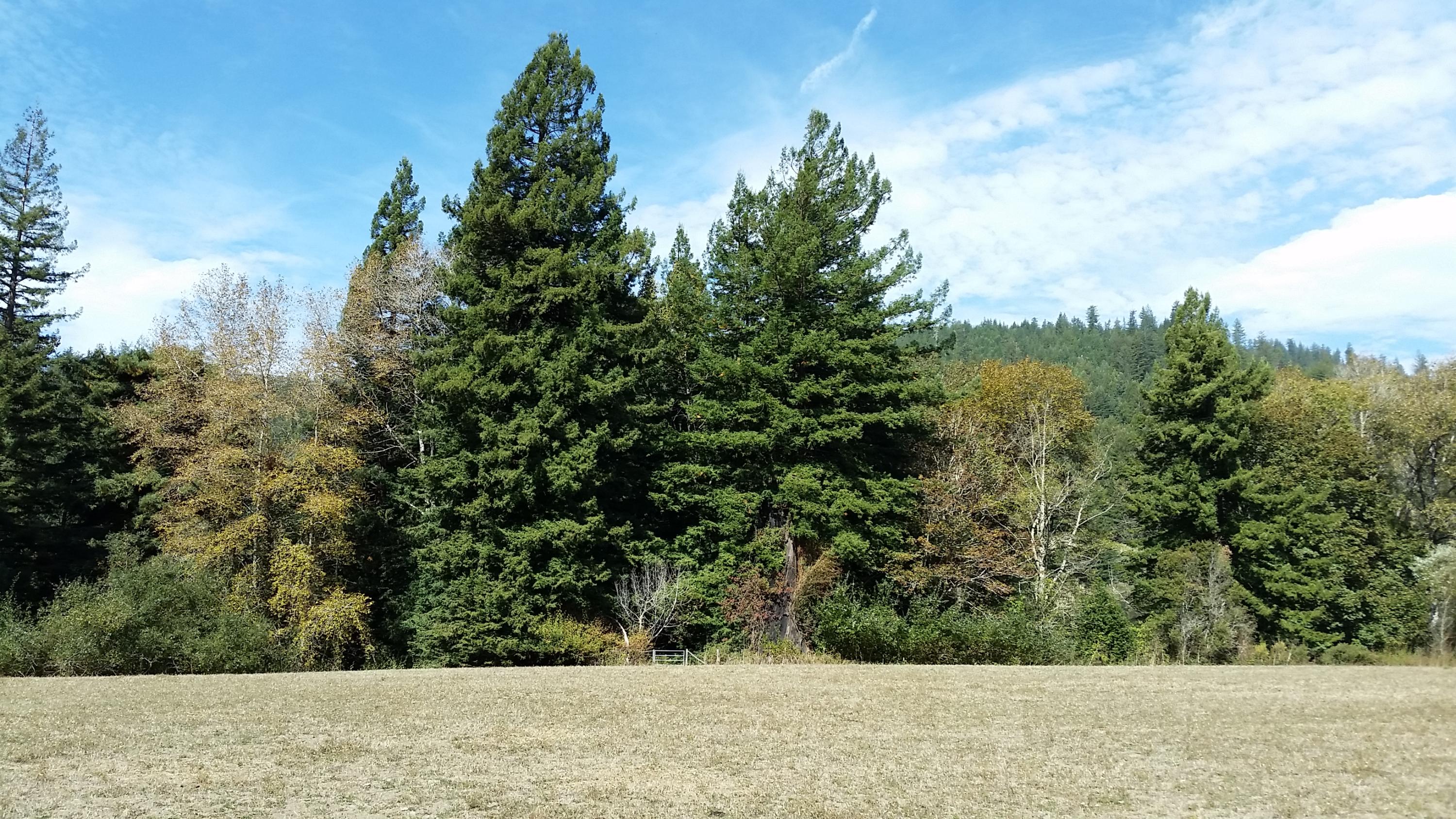 719 North Road Scotia, CA 95565 - Photo 43 of 51