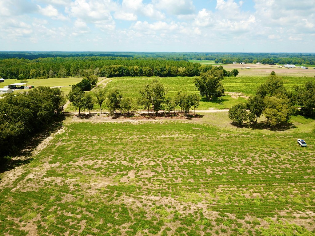 19-acres Summer Road Slocomb, AL 36375 - Photo 5 of 22