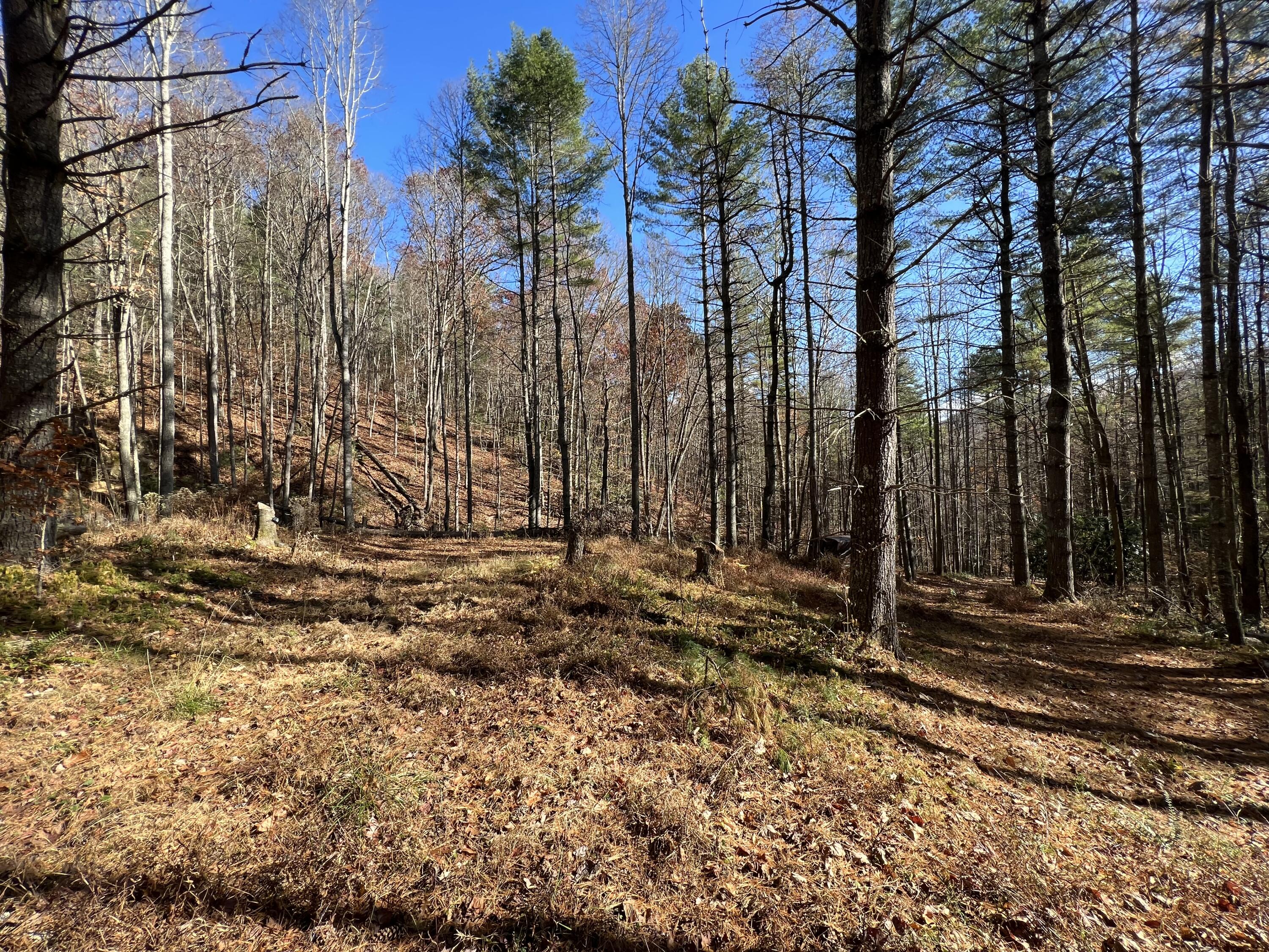 Tbd Copperhead Hollow Road Mountain City, TN 37683 - Photo 7 of 35 Photo Nov 04 2022, 11 20 44 AM