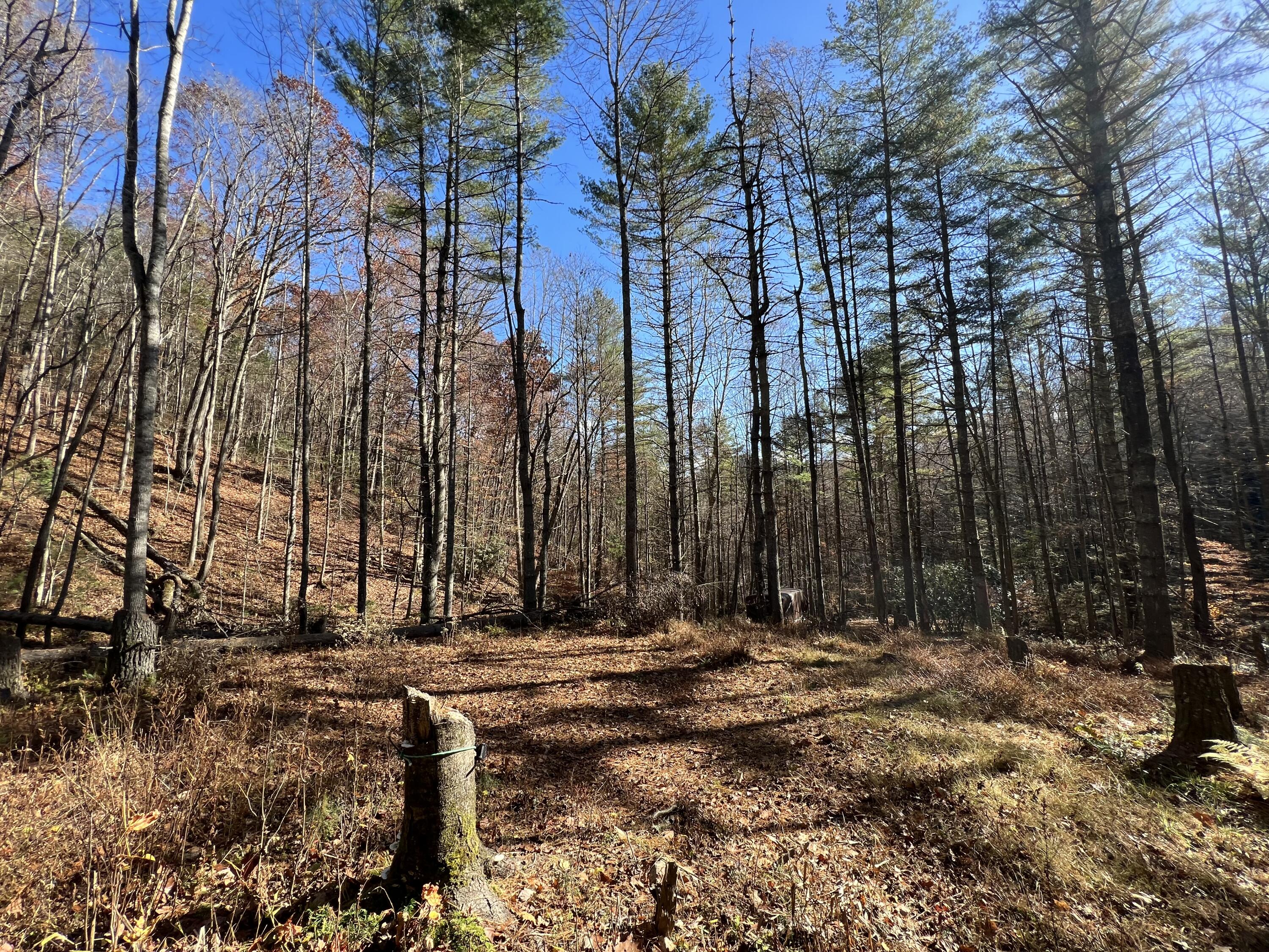 Tbd Copperhead Hollow Road Mountain City, TN 37683 - Photo 8 of 35 Photo Nov 04 2022, 11 21 05 AM