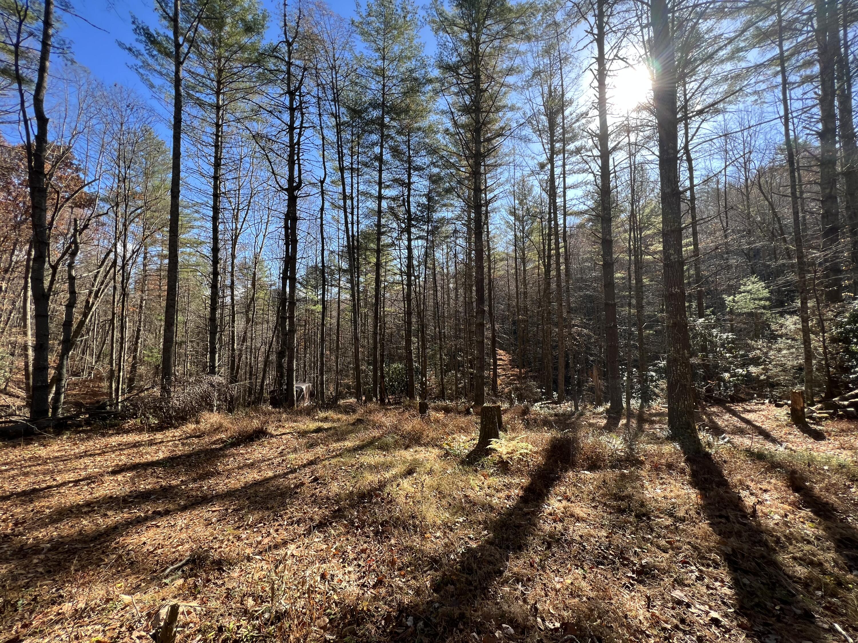 Tbd Copperhead Hollow Road Mountain City, TN 37683 - Photo 9 of 35 Photo Nov 04 2022, 11 21 07 AM