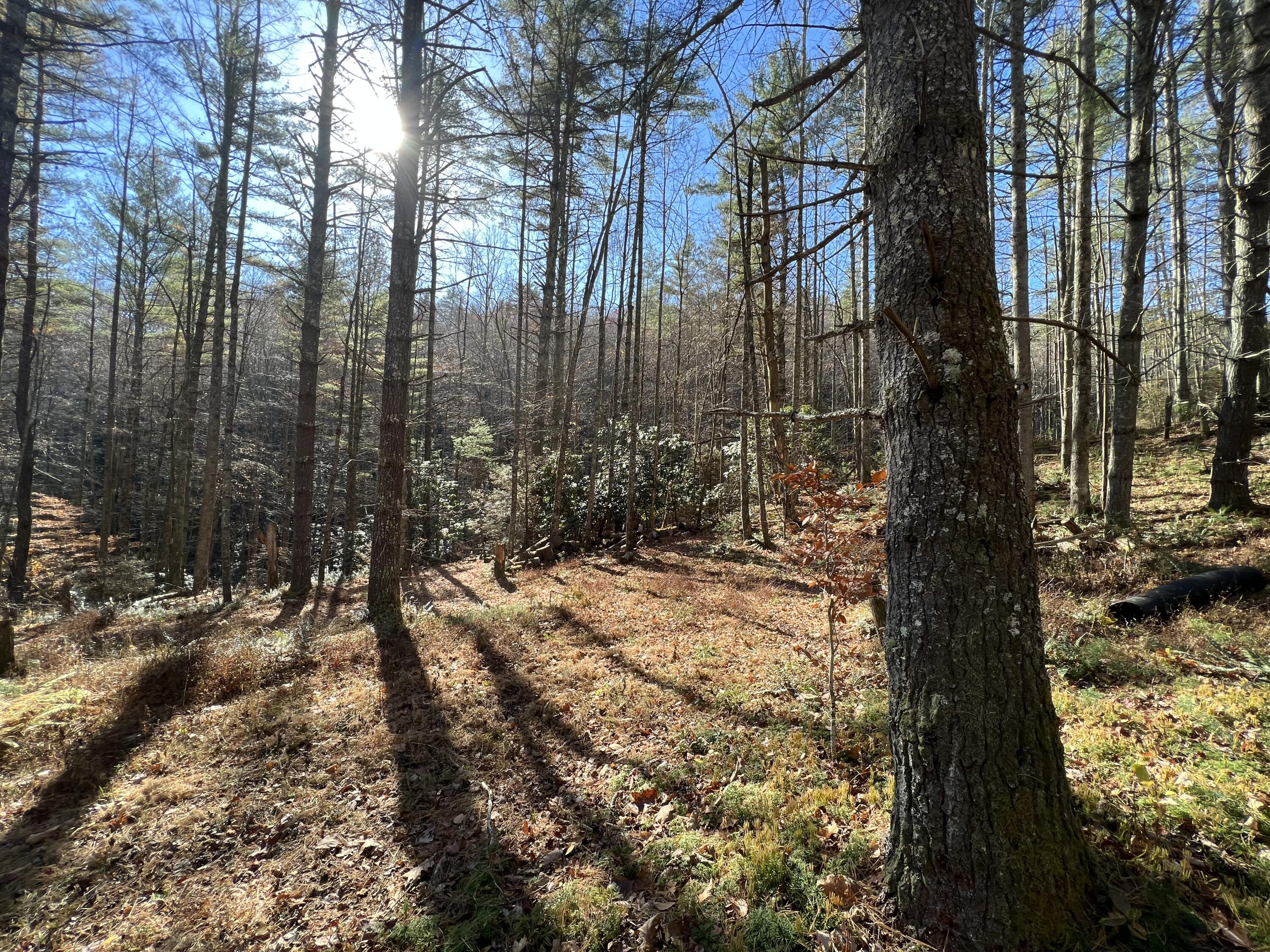 Tbd Copperhead Hollow Road Mountain City, TN 37683 - Photo 10 of 35 Photo Nov 04 2022, 11 21 09 AM