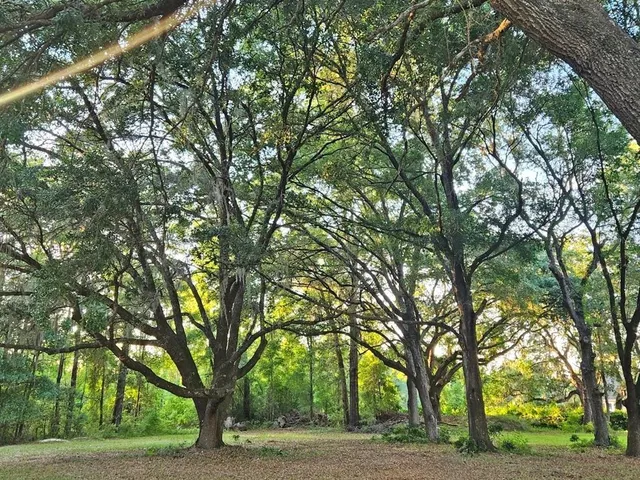 a view of a yard with large trees