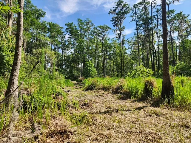 a view of a yard with plants and large trees