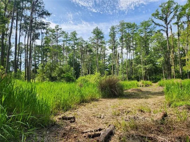 a view of a garden with plants