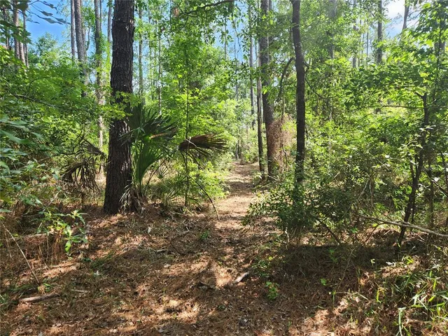 a plant view in yard