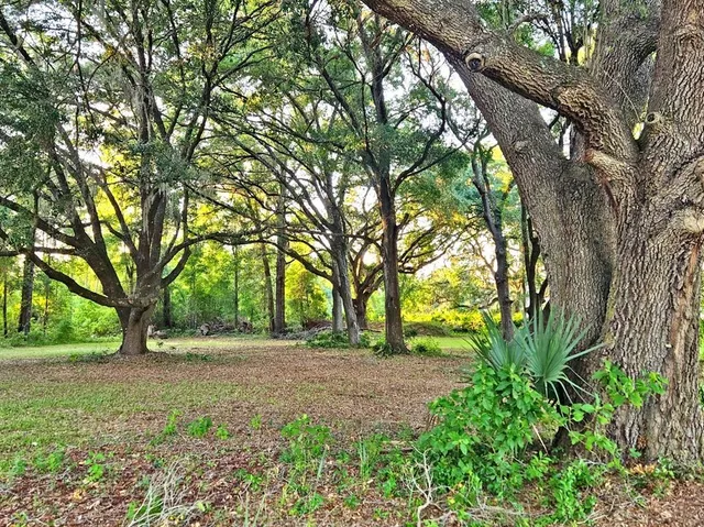 a view of backyard with large trees