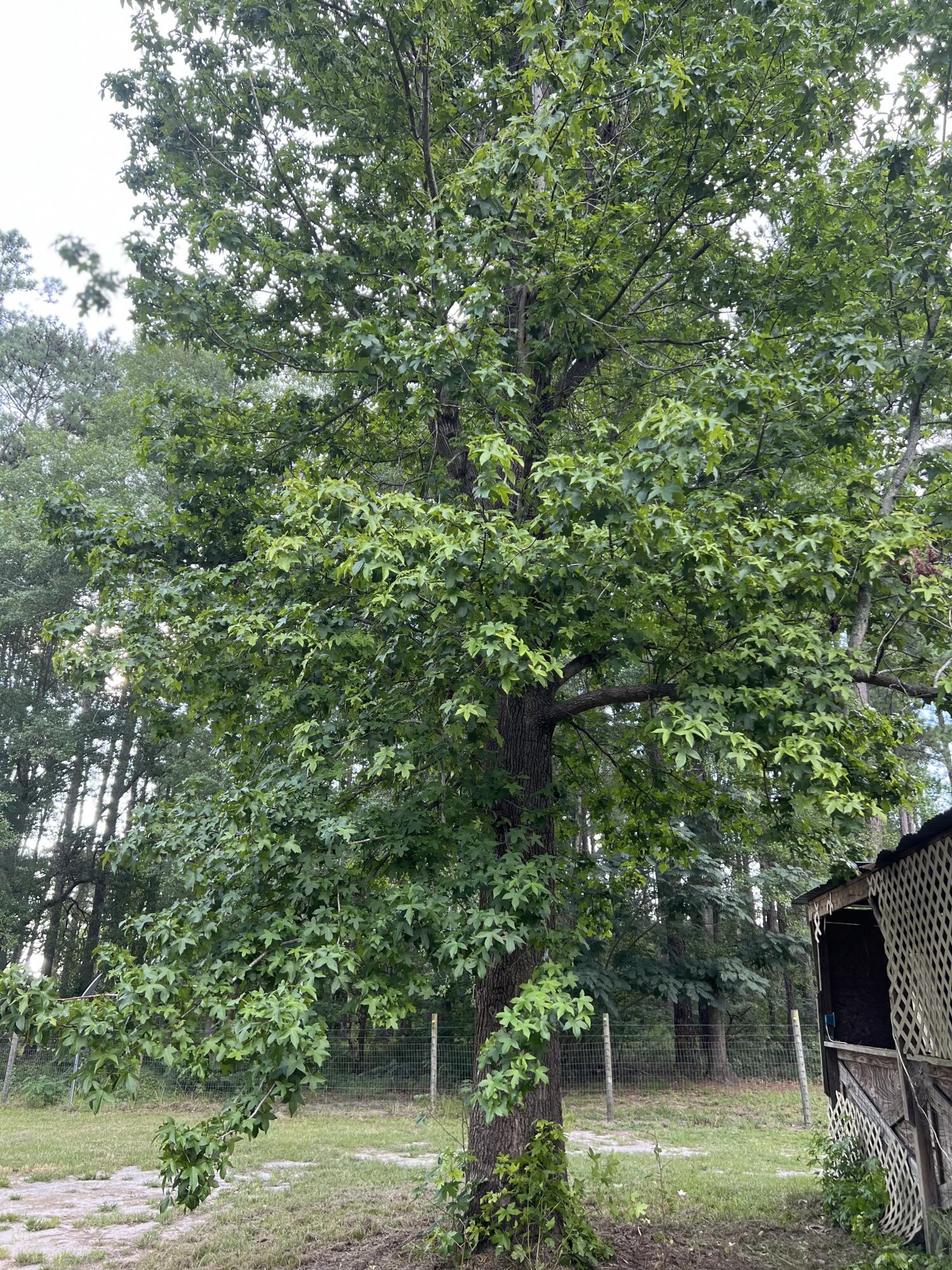 1472 Second Texas Road St. George, SC 29477 - Photo 4 of 12 IMG-4121