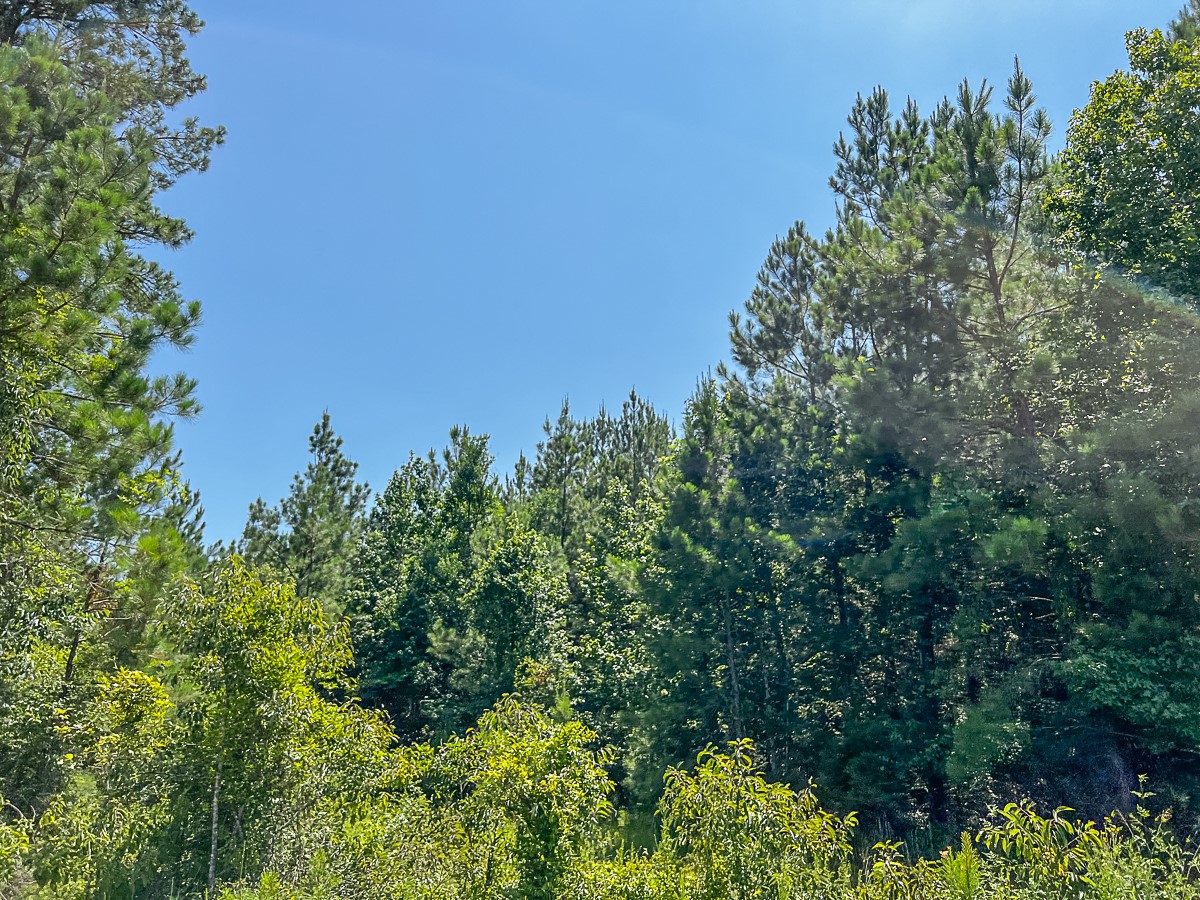 13 Joskey Dykes Road Huntington, TX 75949 - Photo 11 of 12 a view of a garden