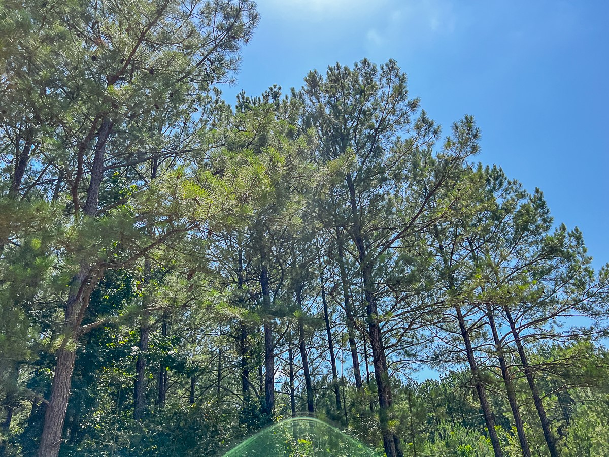 13 Joskey Dykes Road Huntington, TX 75949 - Photo 3 of 12 a view of a forest with a tree in the background