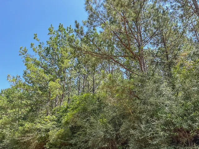 a view of a yard with plants and tree
