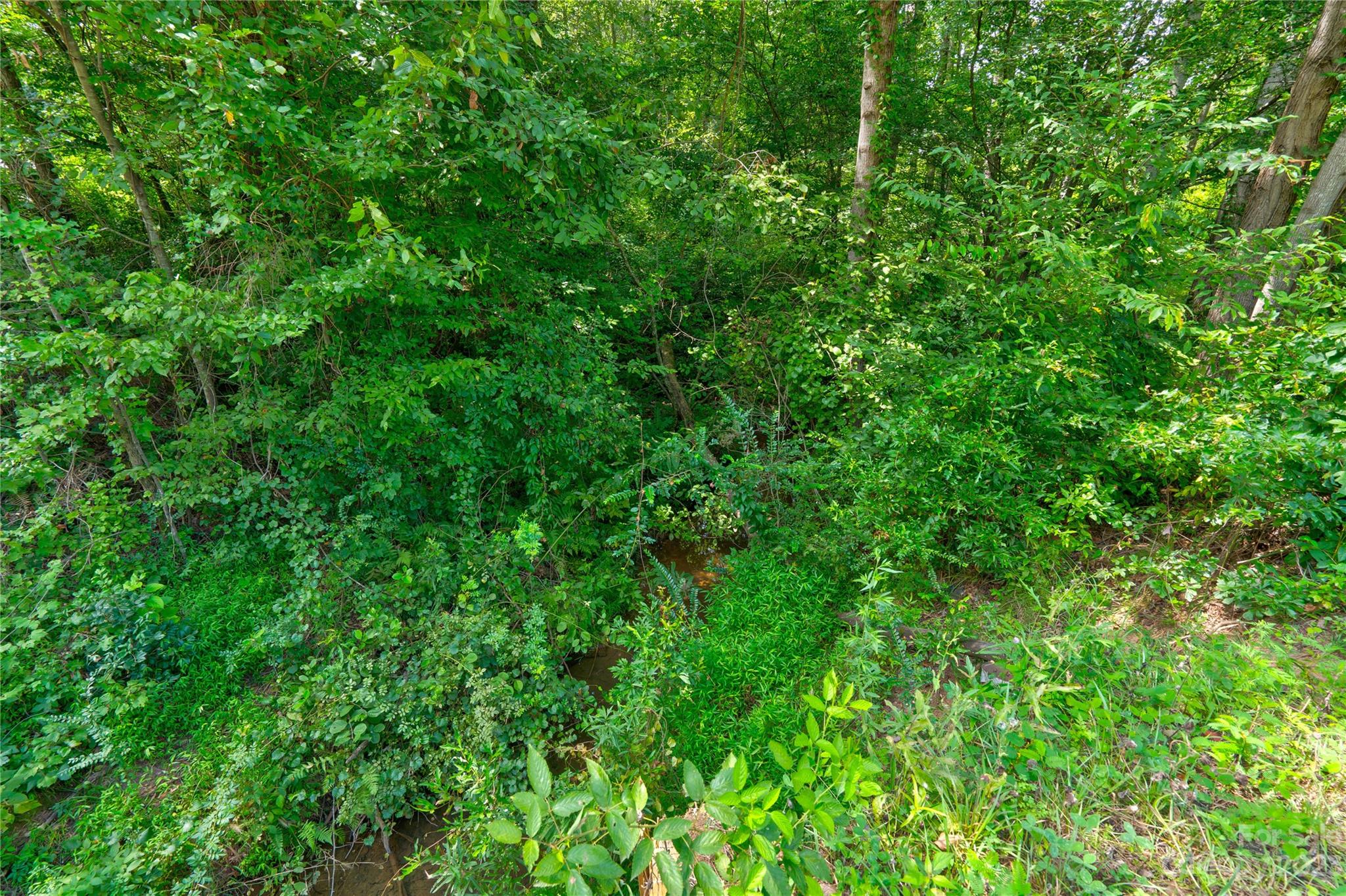 389 Shires Road Ellenboro, NC 28040 - Photo 9 of 30 a view of a lush green forest