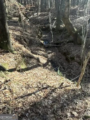 a view of a yard with plants and trees