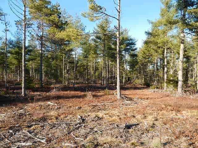 Lot 1 Route 182 Steuben, ME 04680 - Photo 5 of 8 Land/Lot.