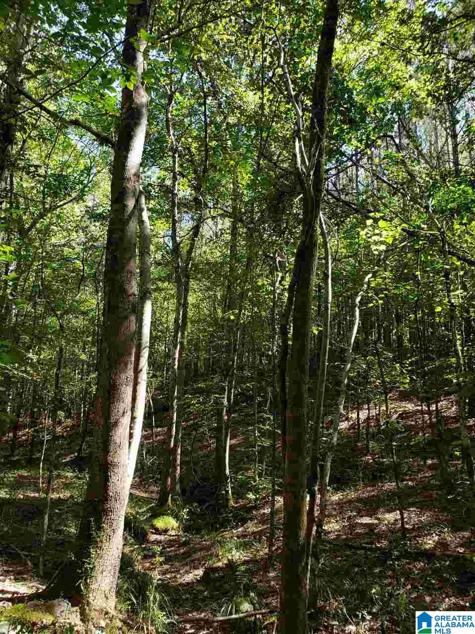 Lot 9 Redman Hall Road, Unit 1 Oneonta, AL 35121 - Photo 4 of 10