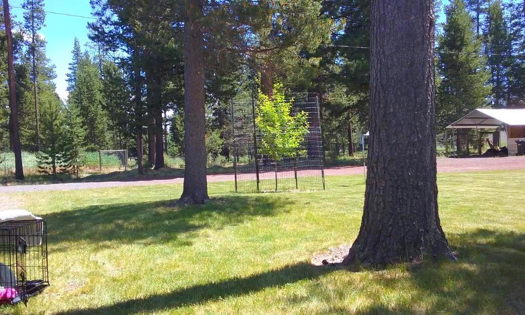 16093 Burgess Road La Pine, OR 97739 - Photo 6 of 36 Burgess front yard