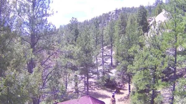 a yard with lots of trees