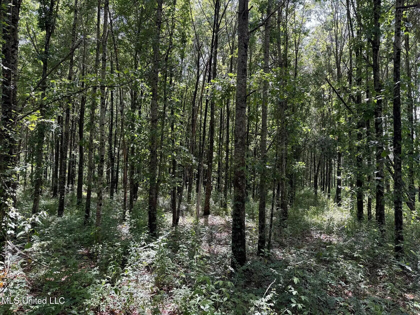 279 Bar C Ranch Road Morton, MS 39117 - Photo 12 of 19 morton-ms-141337446