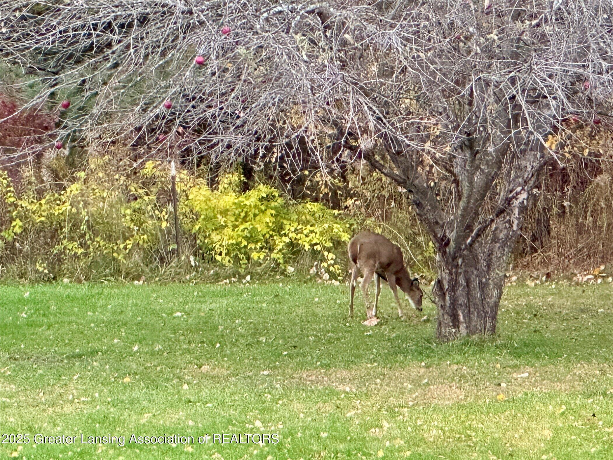 1325 South Watson Road St. Johns, MI 48879 - Photo 34 of 65 Deer at Apple Tree
