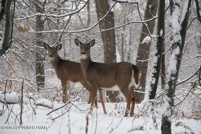 $18,000 | Maccauley Road, Albrightsville, PA 18210