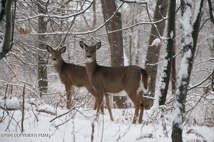 lot pic w deer - Lori