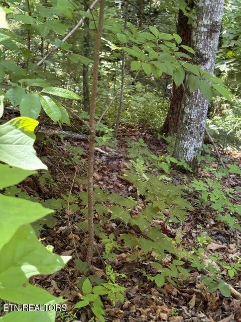 Lot 4 Old Furnace Road Tellico Plains, TN 37385 - Photo 2 of 13 2