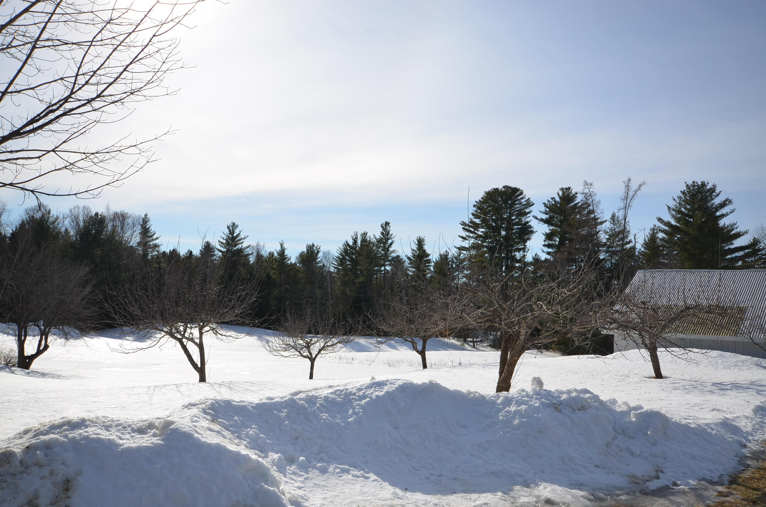 210 A Goulds Ridge Road Passadumkeag, ME 04475 - Photo 28 of 38 Apple Trees