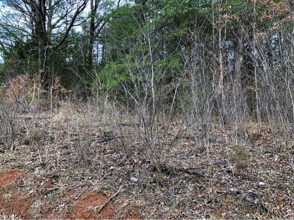 0 Ridge Walk Road, Unit 2 Cosby, TN 37722 - Photo 13 of 20 Photo 13