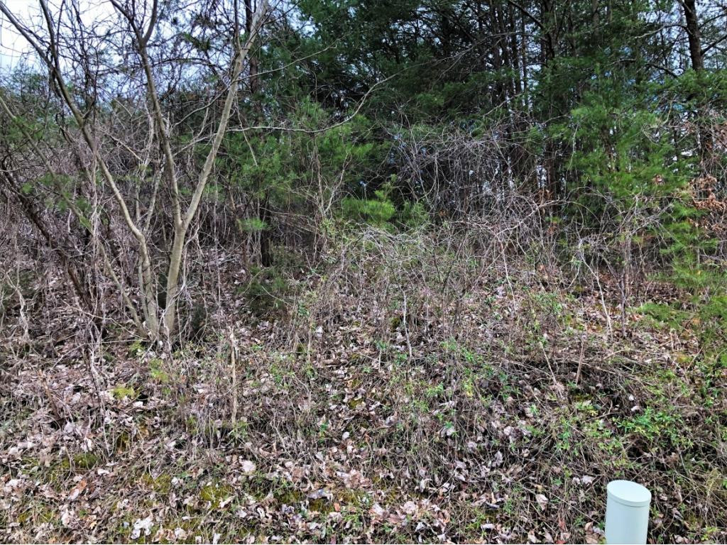 0 Ridge Walk Road, Unit 2 Cosby, TN 37722 - Photo 16 of 20 Photo 16