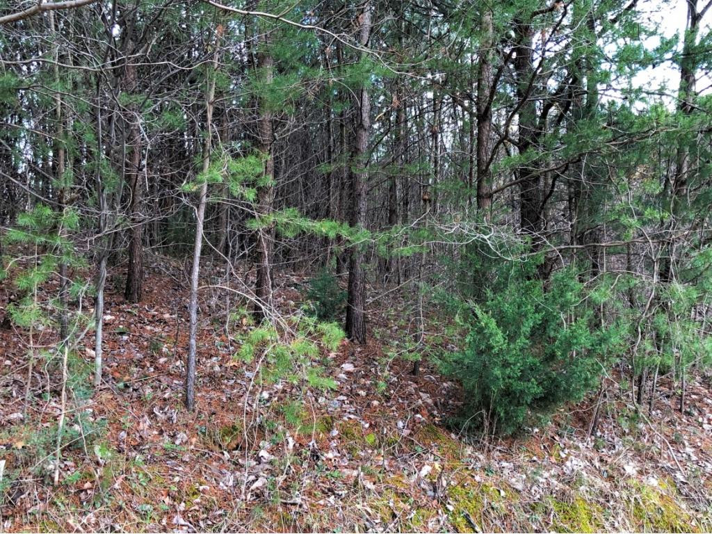 0 Ridge Walk Road, Unit 2 Cosby, TN 37722 - Photo 18 of 20 Photo 18