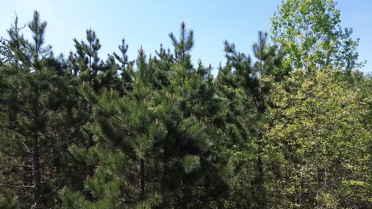 349 X 5th Avenue Shell Lake, WI 54871 - Photo 13 of 37