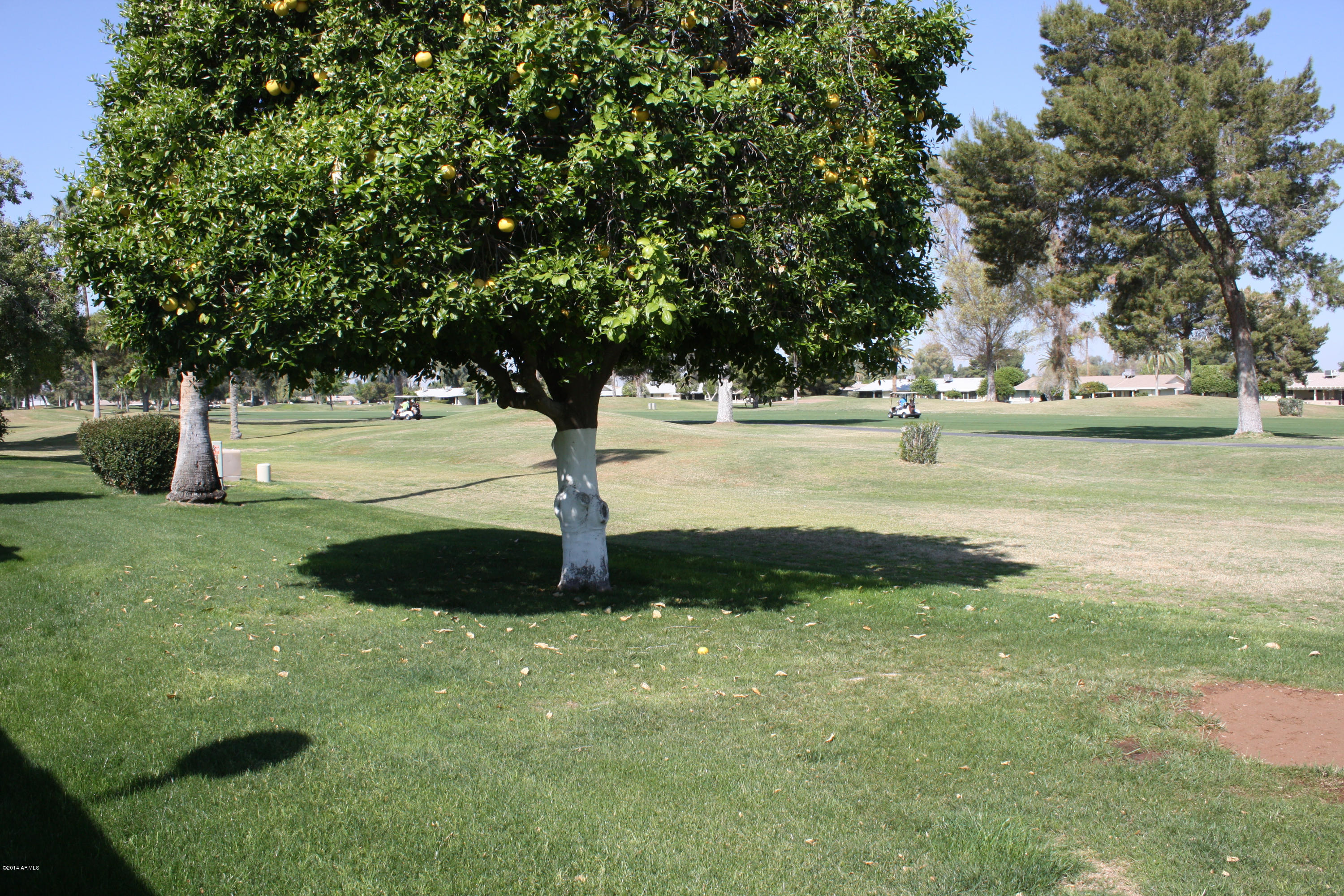 10726 West Hatcher Road Sun City, AZ 85351 - Photo 30 of 32 2 Orange Trees, 1 Pink Grapefruit Tree