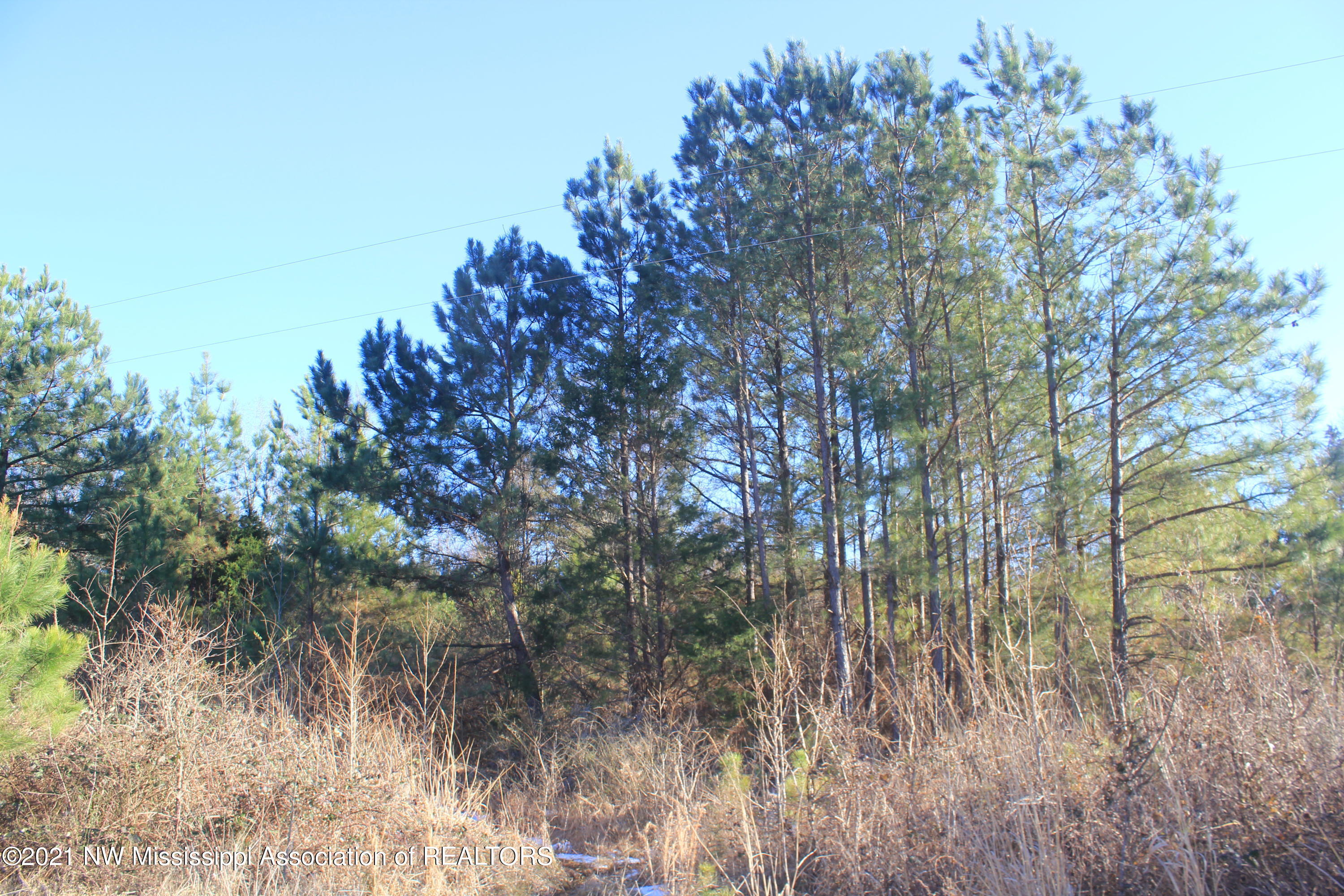 4 Carrington Road Byhalia, MS 38611 - Photo 11 of 17 IMG_5729