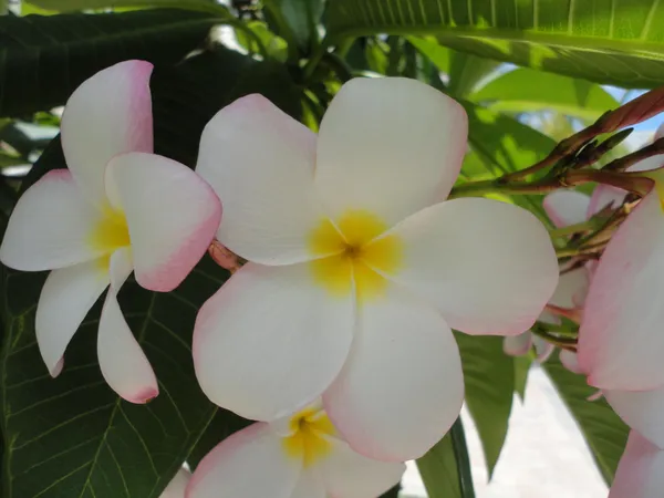 $2,500 | 1440 Lexington Square Southwest, Vero Beach, FL 32962