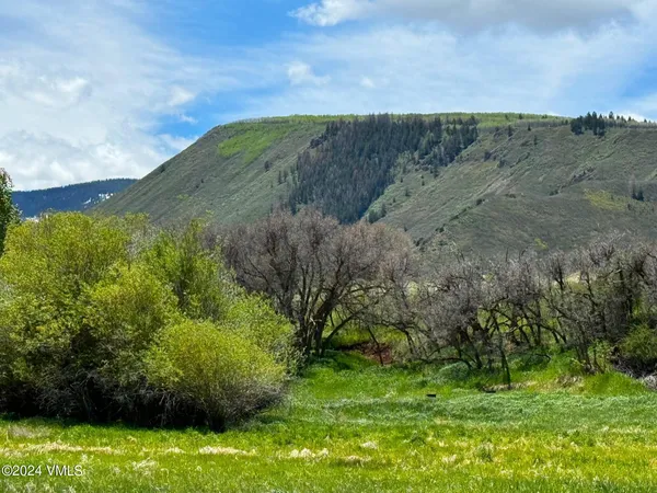 a view of a lush green forest with lots of trees