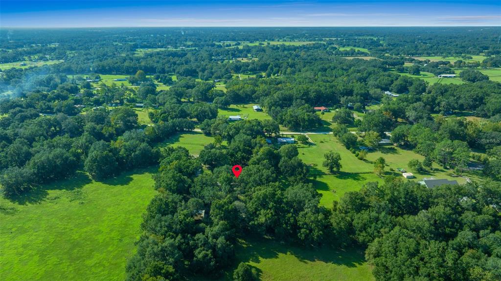 399 Northeast 155 Place Citra, FL 32113 - Photo 48 of 58 a view of a lush green forest with lots of trees