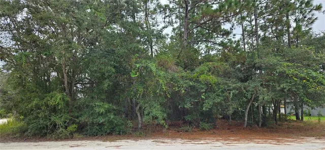 a view of a forest with trees