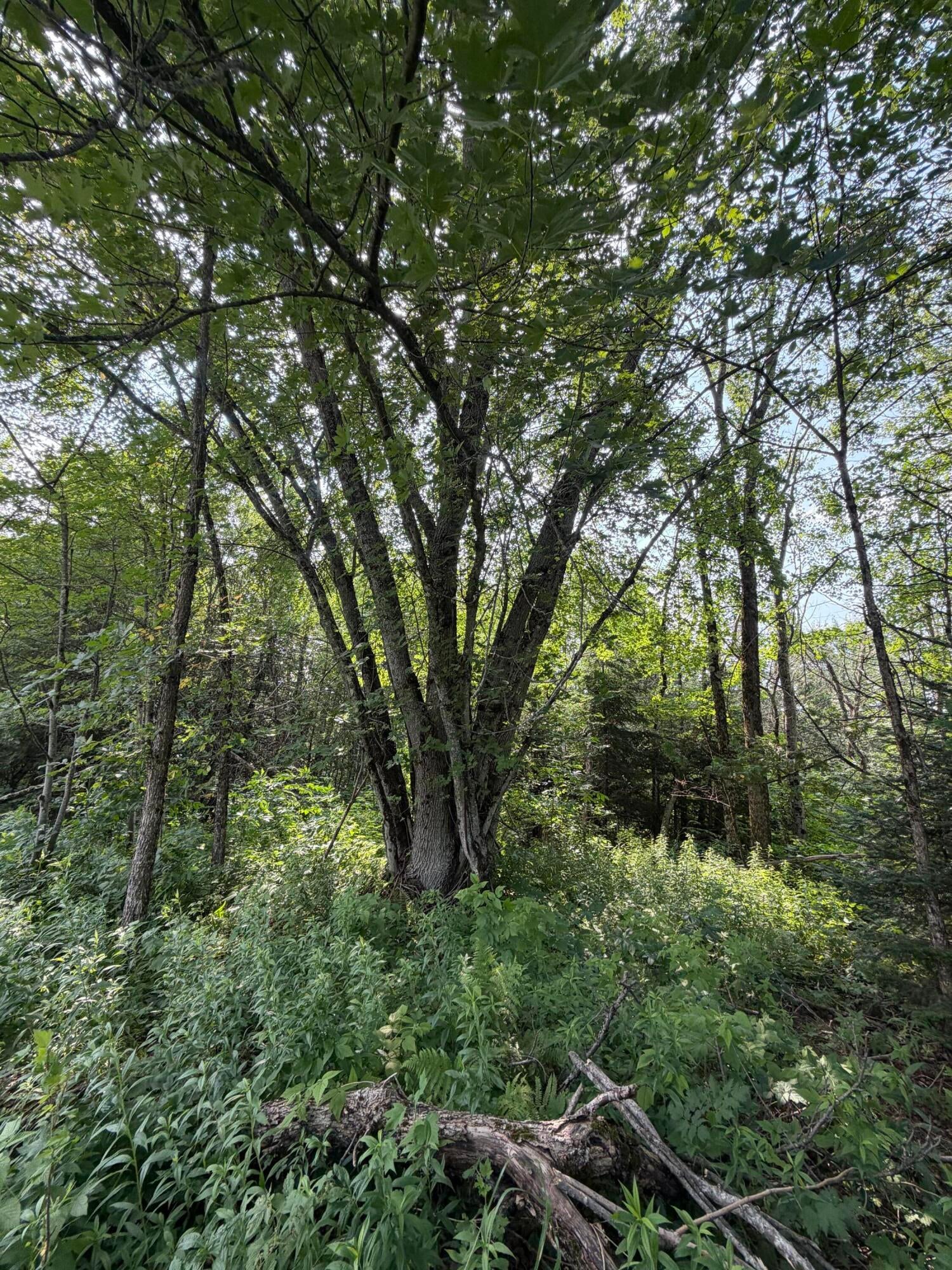 10 10 Curves Road Germfask, MI 49836 - Photo 7 of 9 Gallery Image 7