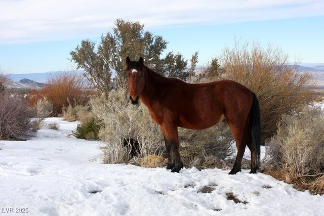 $449,000 | 159 Eagle Nest Circle, Cold Creek, NV 89124