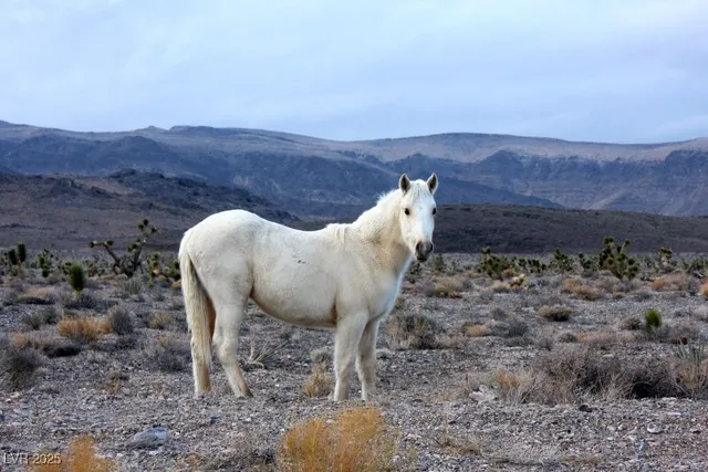 $449,000 | 159 Eagle Nest Circle, Cold Creek, NV 89124