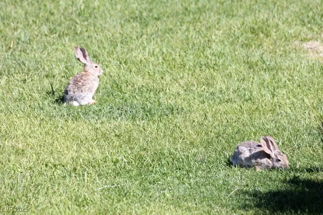 $449,000 | 159 Eagle Nest Circle, Cold Creek, NV 89124