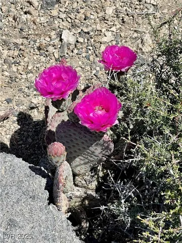 $449,000 | 159 Eagle Nest Circle, Cold Creek, NV 89124