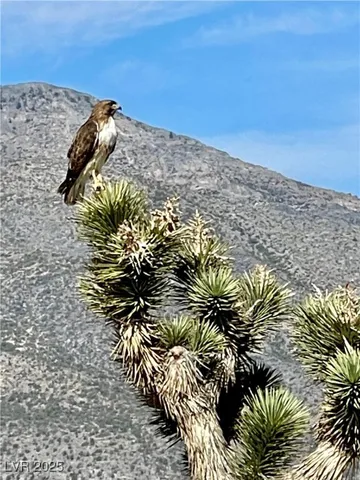 $449,000 | 159 Eagle Nest Circle, Cold Creek, NV 89124