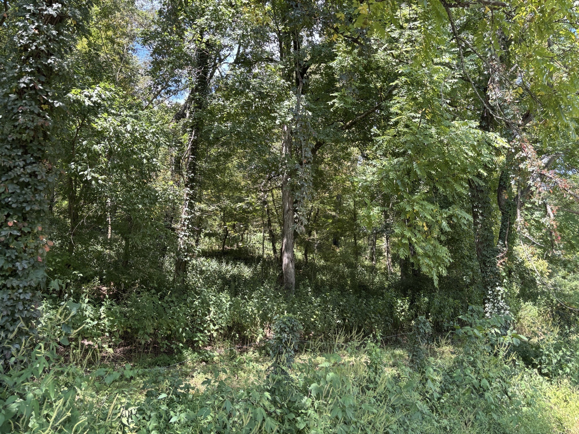 0 Cathcart Road Frankewing, TN 38459 - Photo 10 of 15 Gallery Image 10