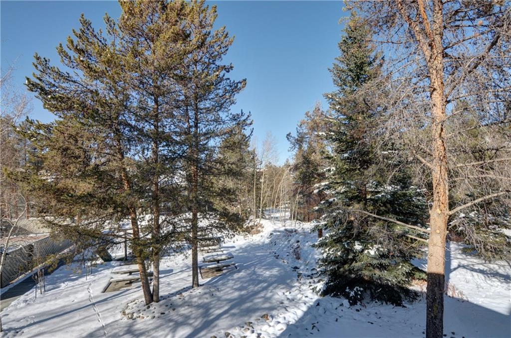 1977 Soda Ridge Road, Unit 1218 Keystone, CO 80435 - Photo 17 of 23 a picture of tree