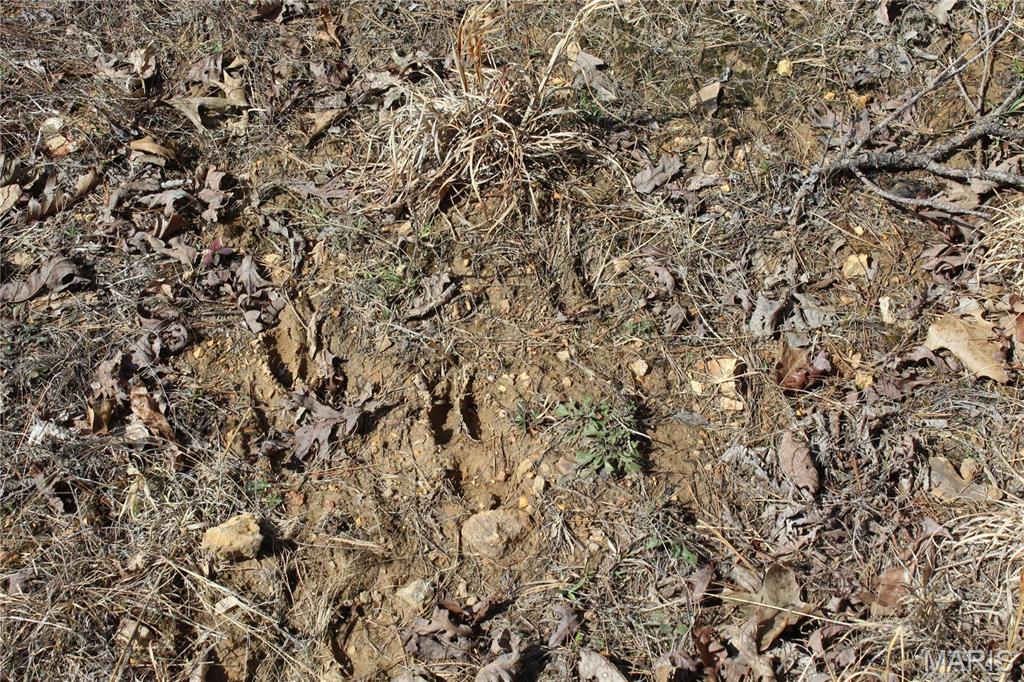 12 Berryman Cut-Off Road Steelville, MO 65565 - Photo 17 of 23